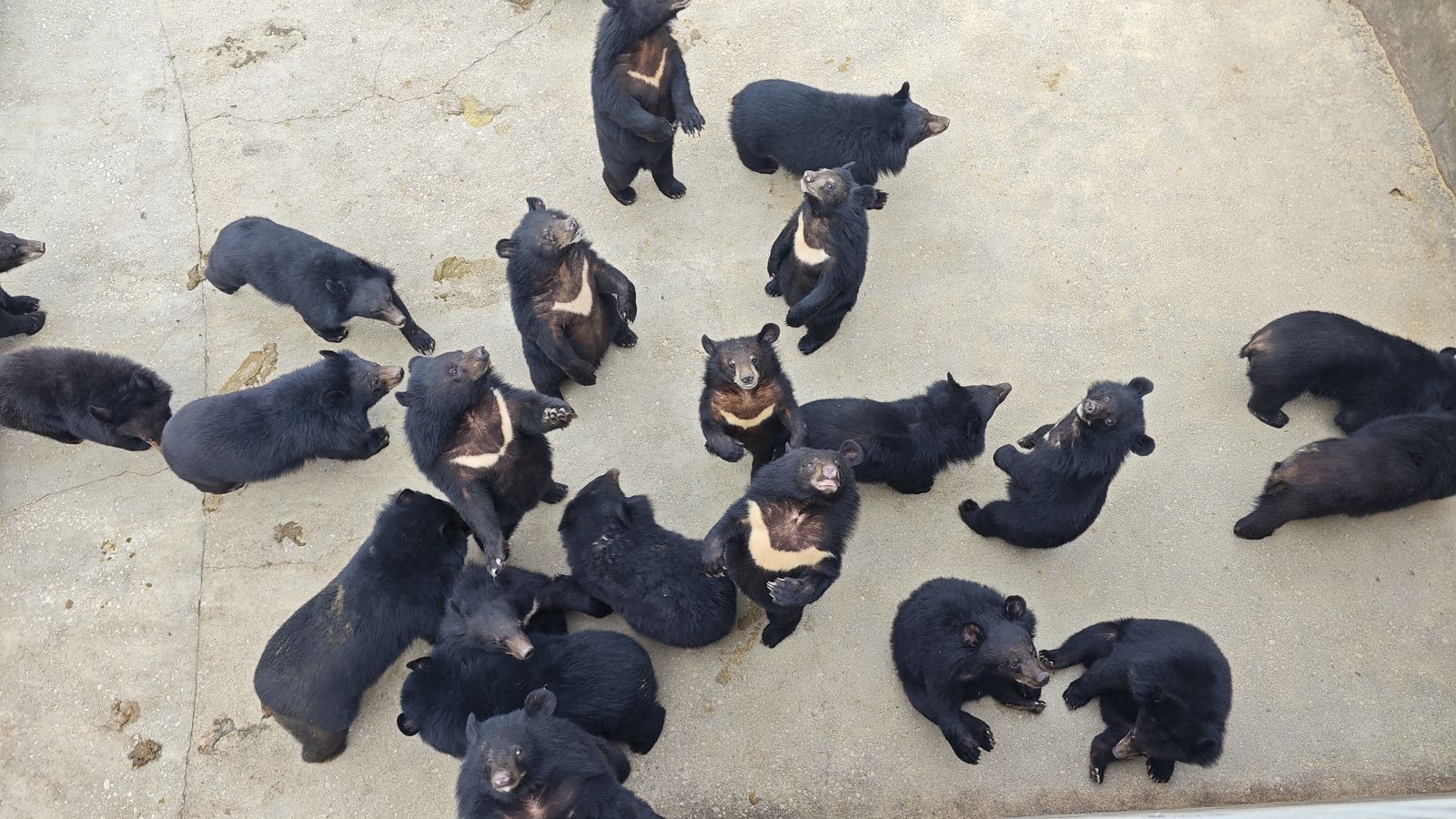 人工繁殖飼育場内で休息するアジア黒熊（Ursus thibetanus）の個体群。胸のV字状の白斑が確認できる。